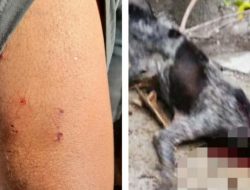 Seekor Anjing Rabies Dibunuh Usai Gigit Warga Saat Tengah Nyepi