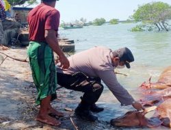 Sebab Belasan Bangkai Sapi Mengambang di Perairan Sampang Masih Misteri