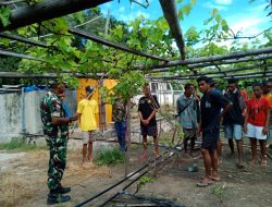 Kebun Anggur Minim Air, Babinsa di Belu Buat Irigasi Tetes Agar Perekonomian Warga Tetap Jalan