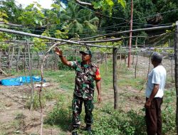 Tingkatkan Perekonomian Warga Desa Silawan, Babinsa Pantau Perkembangan Kabun Anggur Warga