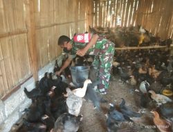 Tingkatkan Perekonomian dan Kebutuhan Protein Warga, Inilah Keunggulan Ayam KUB di Wilayah Kodim 1621/TTS