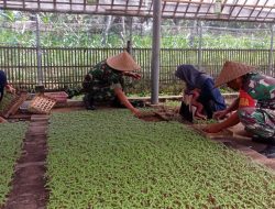 Dukung Ketahanan Pangan di Wilayah Binaan, Danramil Aikmel Turun Sawah Dampingi Petani