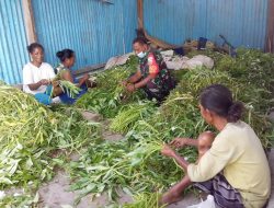 Hasil Panen Memuaskan, Babinsa Koramil Halilulik Turut Bantu Meringankan Beban Warga
