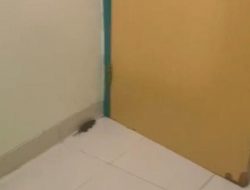 Pasien Rumah Sakit Sari Asih Karawaci Keluhkan Tikus di Ruangan Pasien