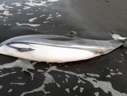 Puluhan Penyu dan Lumba-lumba Mati Terdampar di Pantai Guatemala