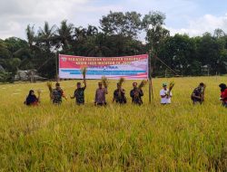 Bantu Pemerintah Dalam Ketahanan Pangan, Kodim Mataram Gelar Panen Raya