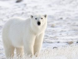 Perubahan Iklim, Populasi Beruang Kutub Hidup di Tempat Tak Lazim