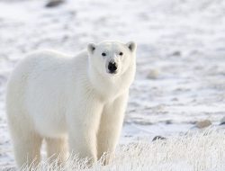 Perubahan Iklim, Populasi Beruang Kutub Hidup di Tempat Tak Lazim
