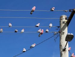 Begini Penjelasan Lengkap Mengapa Burung Tidak Kesetrum Saat Hinggap di Kabel Listrik
