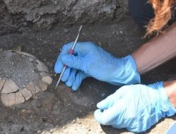 Arkeolog Temukan Fosil Kura-kura Hamil Terkubur 2.000 Tahun Lalu di Situs Pompeii