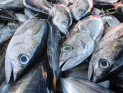 Perubahan Iklim Berdampak Serius pada Jumlah Ikan di Perairan India