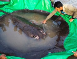 Ikan Air Tawar Terbesar di Dunia Seberat 300 Kg Ditemukan di Sungai Mekong