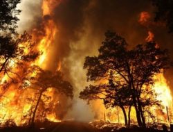 1.100 Hektare Hutan di Spanyol Terbakar Habis