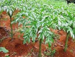 Buah Porang Bisa Jadi Bahan Baku Kertas Berharga dan Sigaret