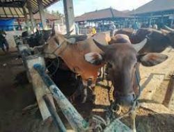 Tejangkit PMK, 55 Ekor Sapi di Bali Dimusnahkan