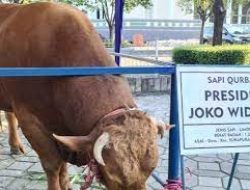 Jokowi Berkurban Sapi Simmental 1 Ton ke Istiqlal