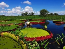 Lebar Daun Capai 3 Meter Lebih, Ini Spesies Teratai Raksasa yang Tersembunyi Selama 177 Tahun