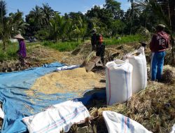 Tak Hanya Hadir Saat Panen, Babinsa Narmada Juga Dampingi Petani Dari Proses Penyemaian