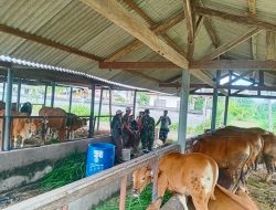 Langkah Antisipasi Cegah PMK, Kodim Klungkung Gelar Pemeriksaan Hewan Ternak Serentak