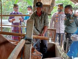 Cegah Meluasnya Kasus PMK di Wilayah Bangli, Dandim Tinjau Langsung Vaksinasi Ternak