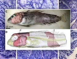 Dampak Perubahan Iklim, Ikan-ikan di Antartika Terjangkit Tumor Kulit