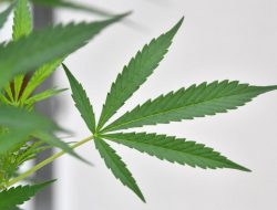 Kontroversi Ganja Medis, Ini Manfaat dan Efek Sampingnya bagi Kesehatan