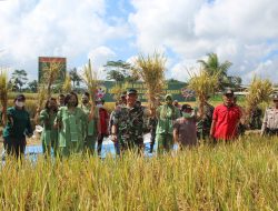 Dukung Ketahanan Pangan, Kodim 1626/Bangli Panen Raya Demplot Padi Sawah