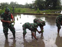 Turun ke Sawah, Dandim 1610/Klungkung Semangat Tanam Padi Bersama