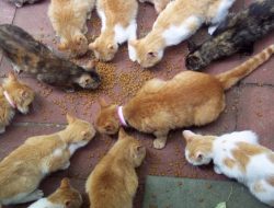 Terungkap, Penembak Kucing di Sesko TNI Ternyata Seorang Jenderal Bintang Satu