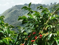 Dorong Industri Pertanian, Papua Nugini Kenalkan Menteri Kopi dan Menteri Kelapa Sawit