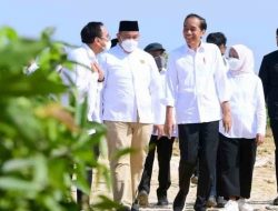 Jokowi: Tanam Jagung dan Sorgum Jadi Peluang Usaha di Tengah Ancaman Krisis Pangan Dunia