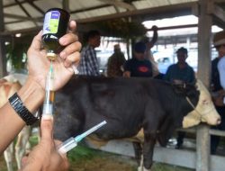 Sebanyak 1.672.075 Hewan Ternak Sudah Divaksin, Kasus Baru PMK Melandai