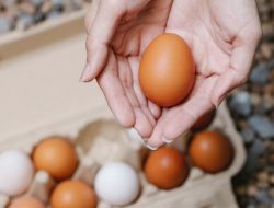 Begini Penjelasan Kemendag Soal Kenaikan Harga Telur Ayam