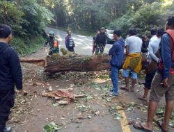 Pohon Tumbang Bikin Macet, Koramil Sembalun dan Warga Sigap Lakukan Pembersihan