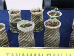 Demi Berhemat, Seorang Pemuda Nekat Tanam Ganja di Rumah untuk Konsumsi Pribadi