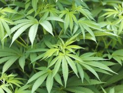 Polisi Temukan Ladang Ganja Seluas 1 Hektare di Lereng Gunung Semeru