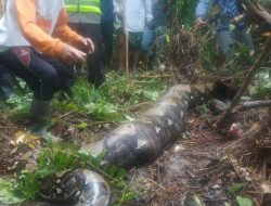 Hilang Secara Misterius, Petani Karet di Jambi Ditemukan dalam Perut Ular Piton 7 Meter