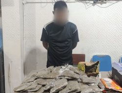 Pasok Ganja ke Indonesia, WN Papua Nugini Ditangkap Polisi di Jayapura