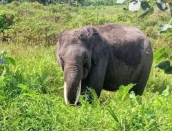 Pria di Lampung Tewas Diseruduk Gajah Liar