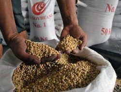 Stock Kedelai Dalam Negeri Menipis, Harga Tahu Tempe Naik