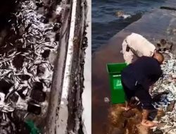 Ribuan Ikan Kecil Terdampar di Pesisir Jakarta Utara, Tanda Akan Terjadi Gempa?