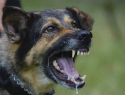 22 Orang di Bali Meninggal Akibat Rabies Sepanjang Tahun 2022