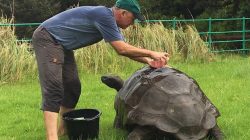 Pesta Ulang Tahun ke-190 Kura-kura Raksasa Tertua di Dunia Digelar Selama 3 Hari
