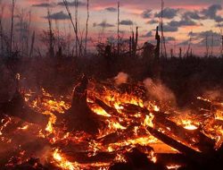 Puluhan Hektare Hutan dan Lahan Adat Milik Enam Desa di Jambi Ludes Dilalap Api