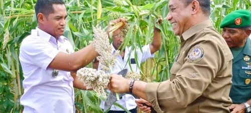 Tekan Kasus Stunting, Pemkab Manggarai Kembangkan Sorgum di 7 Desa