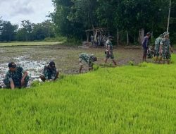 Dukung Ketahanan Pangan, Kodim 1613/Sumba Barat Tanam Padi Bersama Masyarakat