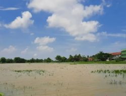 24 Hektare Sawah di Tangerang Terendam Banjir Akibat Luapan Sungai Cidurian