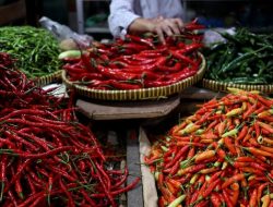 Pedasnya Harga Cabai Tembus Rp 100 Ribu Per Kilogram di Bima
