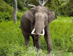 Sembilan Desa di Aceh Diserang Gajah Liar
