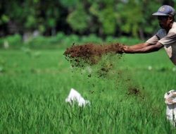 Penuhi Kebutuhan Petani, Stok Pupuk Subsidi Awal Tahun Ini Disiapkan 1,45 Juta Ton